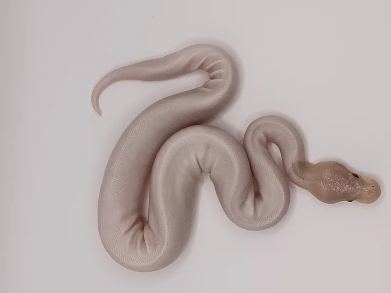 Cinnamon Banana Pied