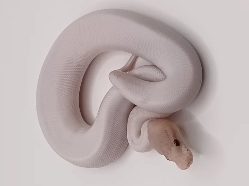 Banana Cinnamon Pied