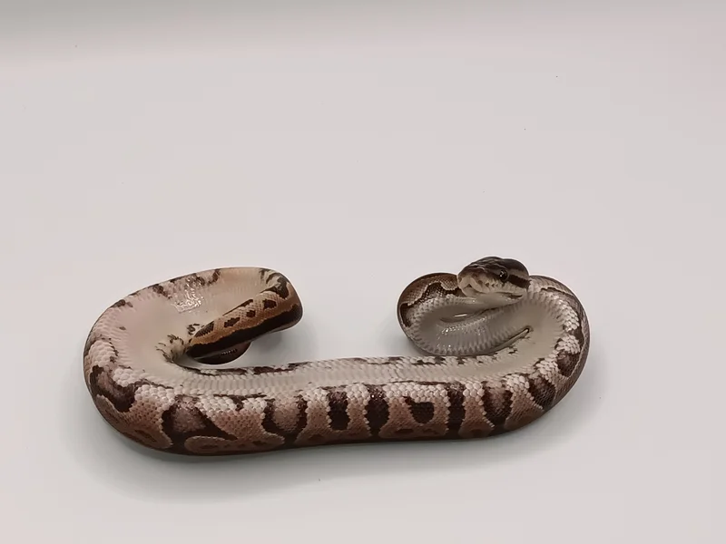 Cinnamon 66% Het Candino