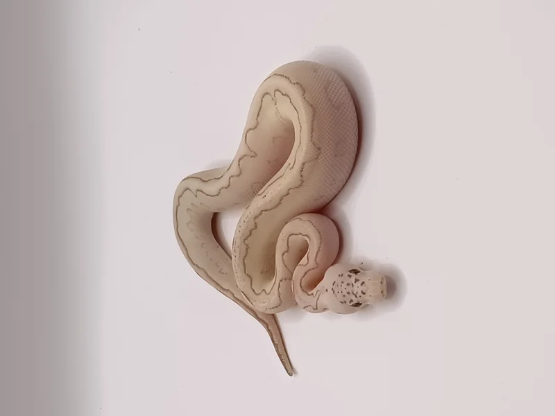 Banana Lesser Clown