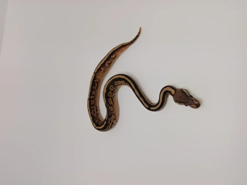 ORANGE DREAM BH BLACK PASTEL HET PIED
