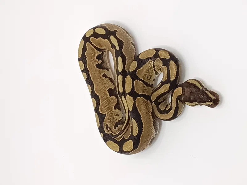 BLACK PASTEL FIRE