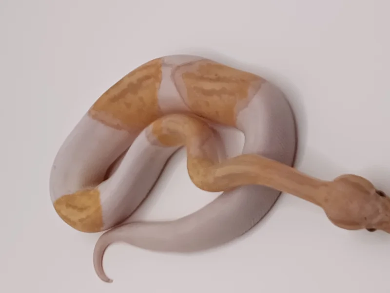 Banana Pied