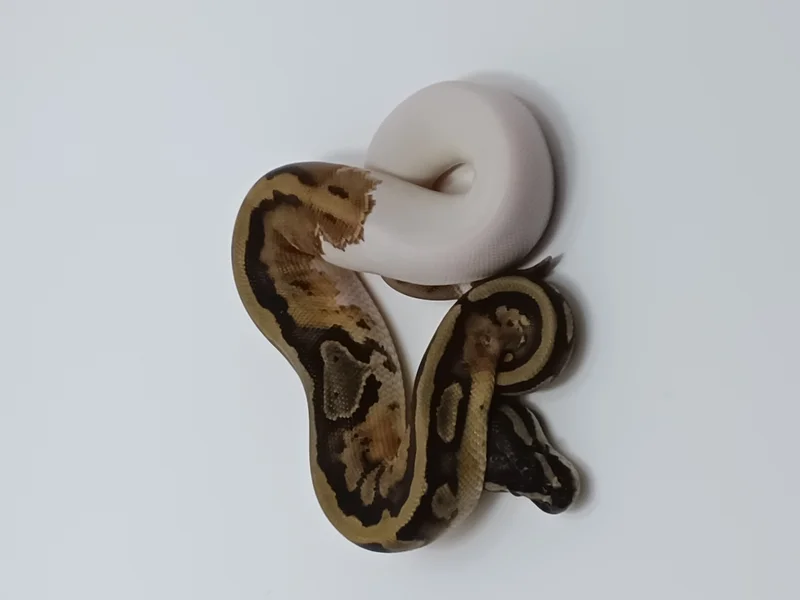 Normal Pied
