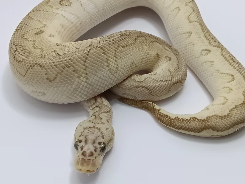 PASTEL LESSER CLOWN
