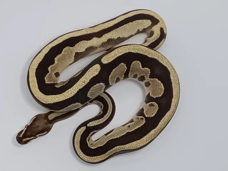 LEOPARD YB FIRE