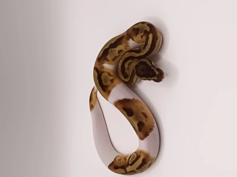 Enchi Pied