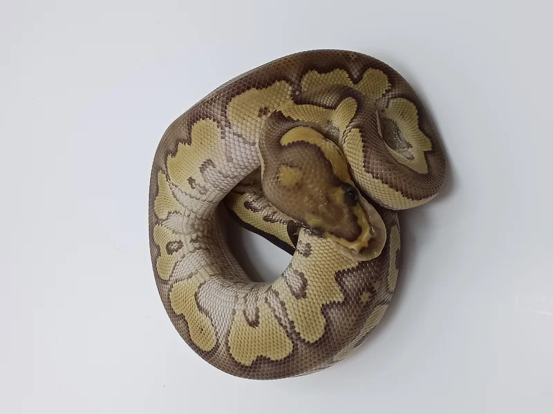 Lesser Clown