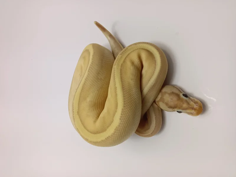 Banana OD Super Stripe