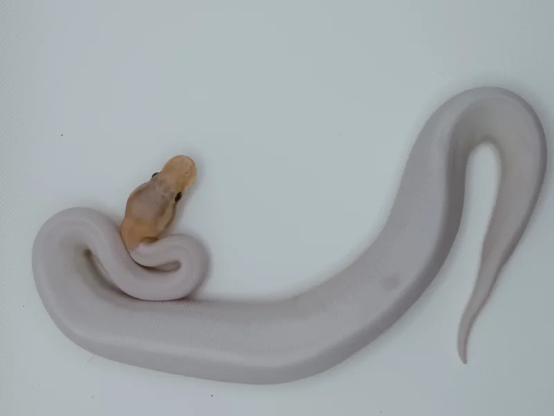 CINNAMON BANANA PIED