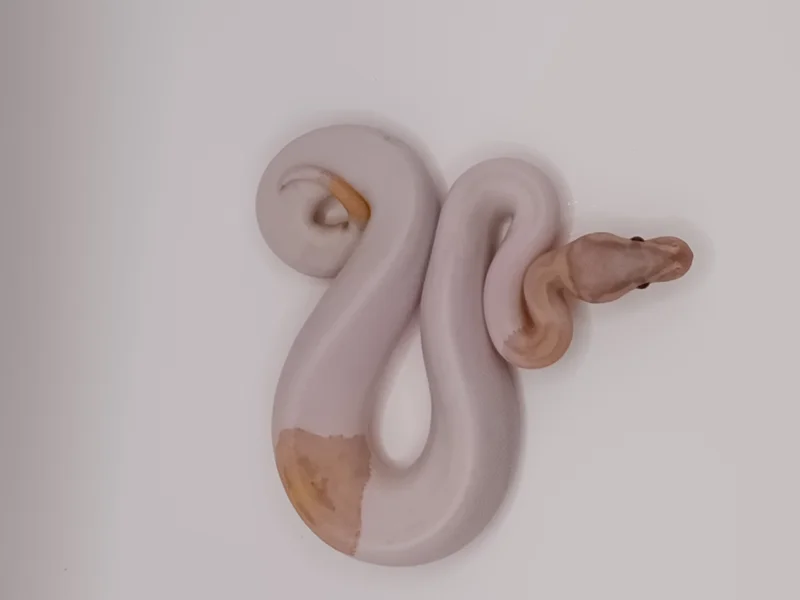 Cinnamon Banana Pied