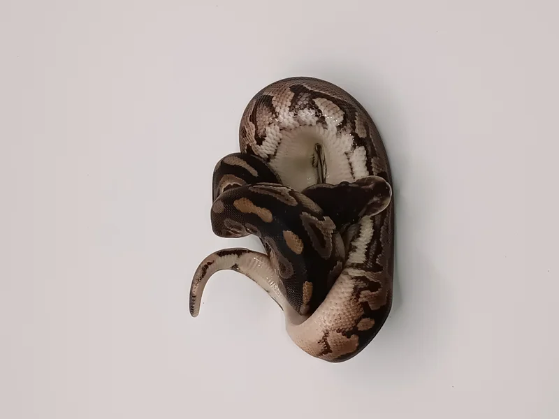 Cinnamon 66% Het Candino