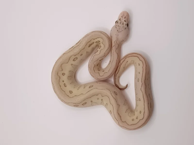Banana Lesser Clown