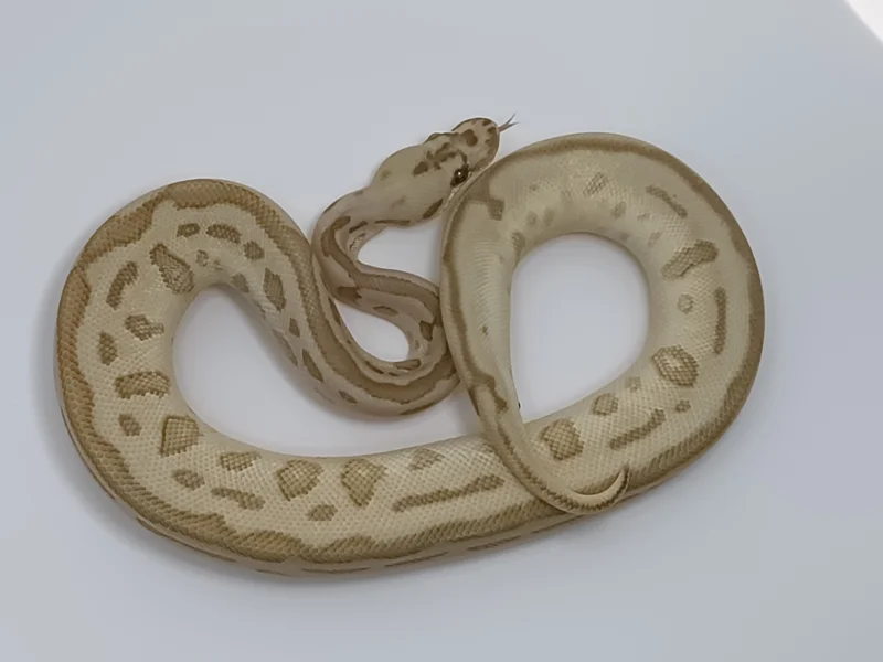 LEOPARD LESSER REDSTRIPE CLOWN