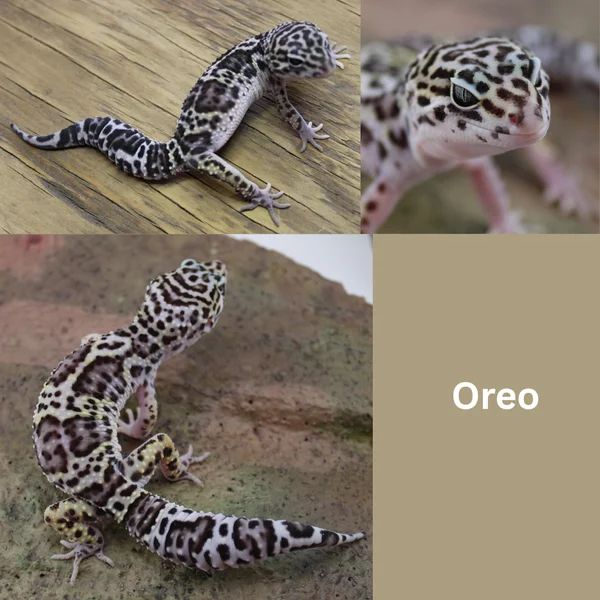 Oreo - Dominant Albey snow