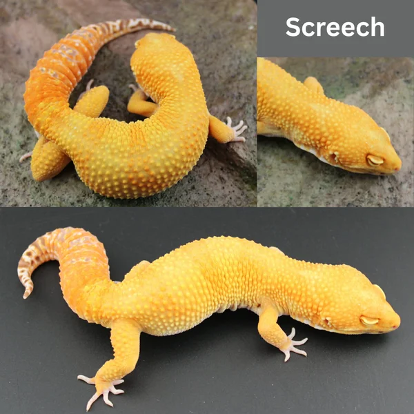 Screech - Tangerine, Bell albino, het eclipse