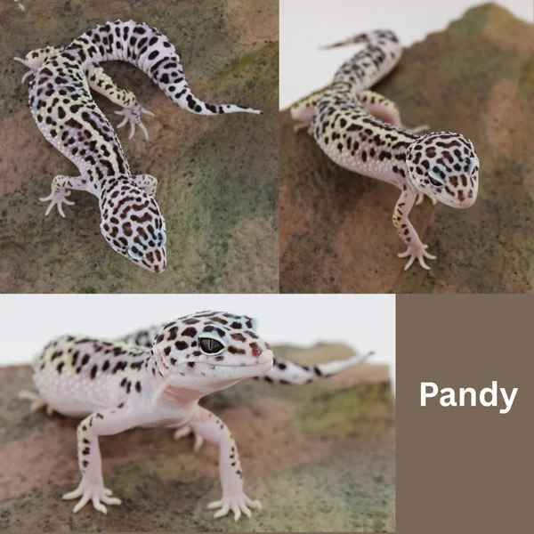 Pandy - Dominant Albey snow