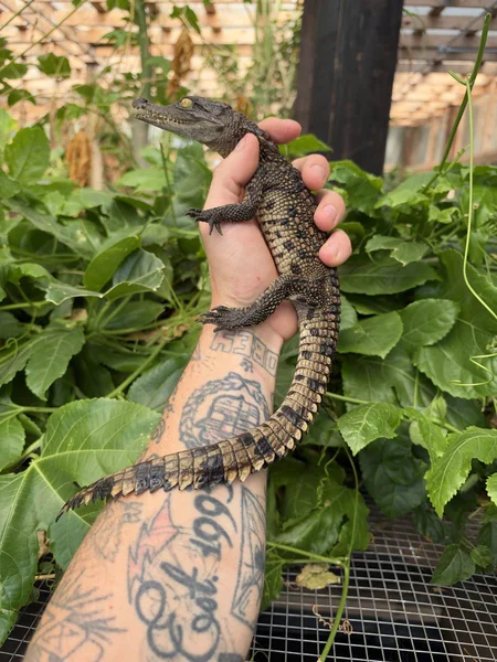 Siamese/morelets hybrid