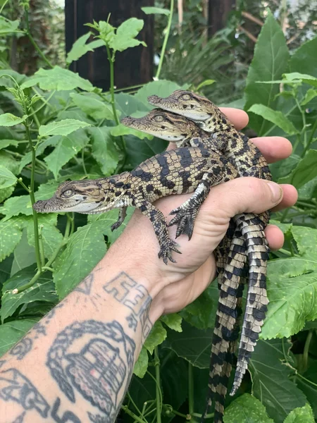 Siamese/nile hybrids