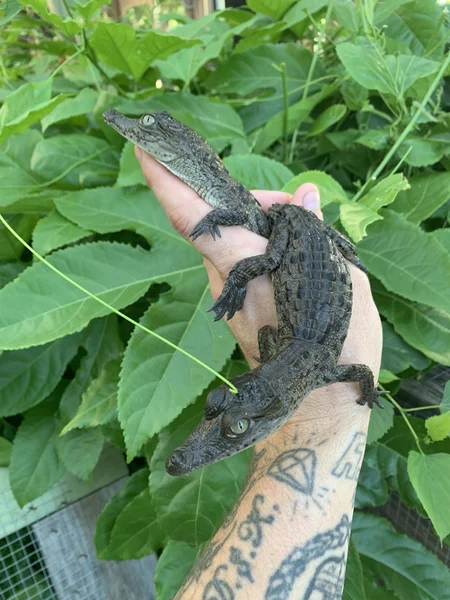 American crocodile