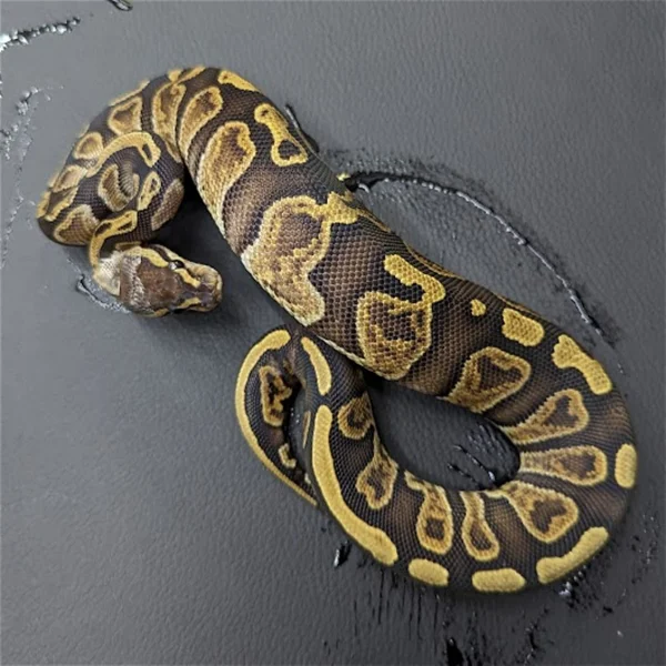 GHI DH GS/Lav Albino