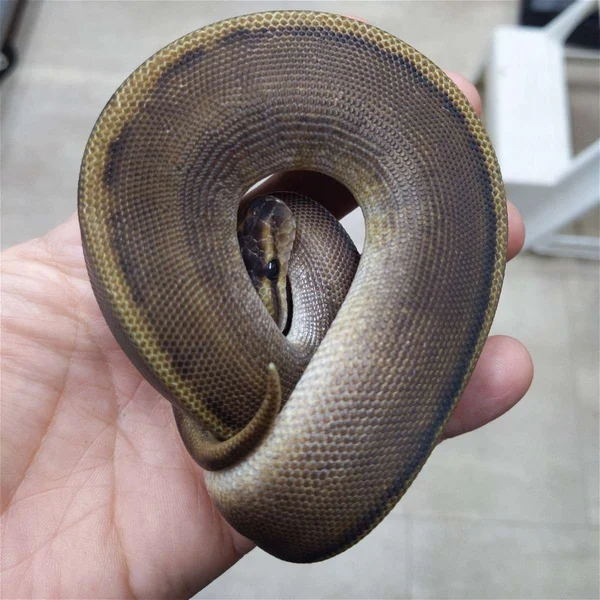 GHI Genetic Stripe