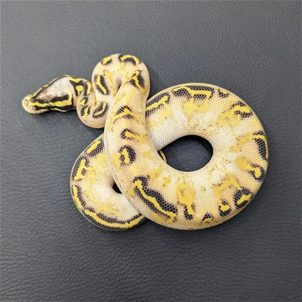 Pastel OD Freeway
