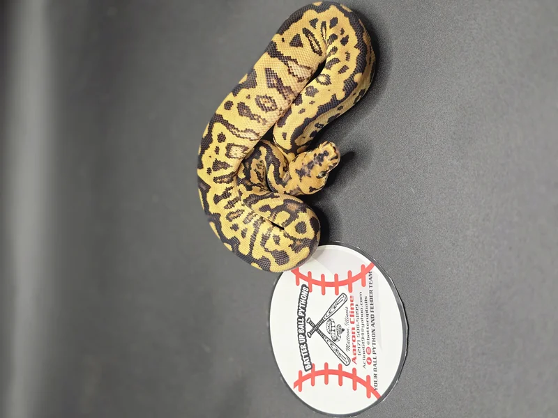 Enchi RedStripe Batman