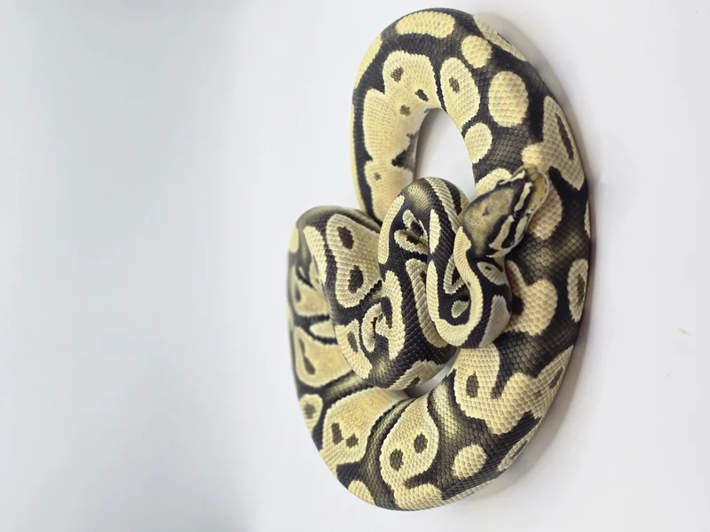 Od Enchi Hypo Het Vpi Axanthic