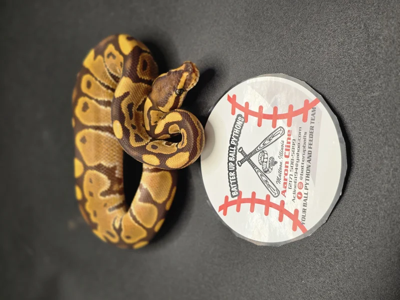 Monarch Het Genetic Stripe