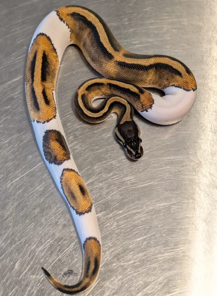 OD Pied PH Hypo Ball Python