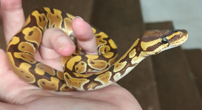 Monarch hatchling
