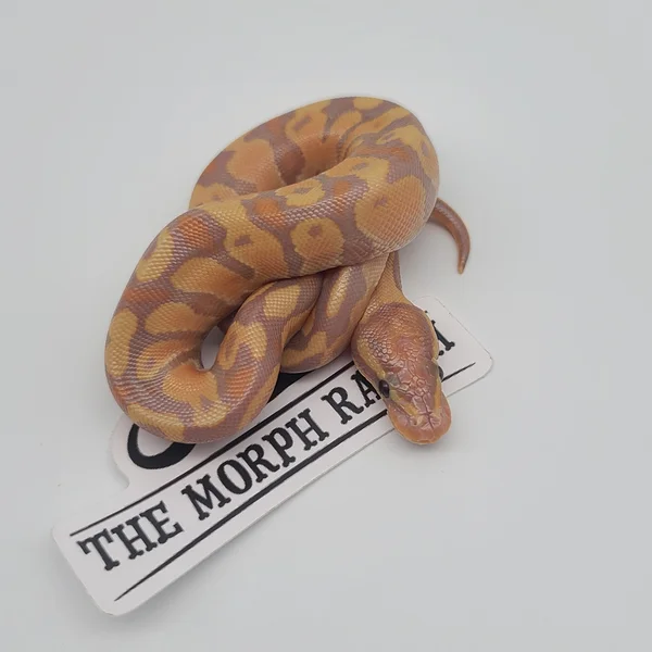 Super Orange Dream Fire Coral Glow poss het Desert Ghost