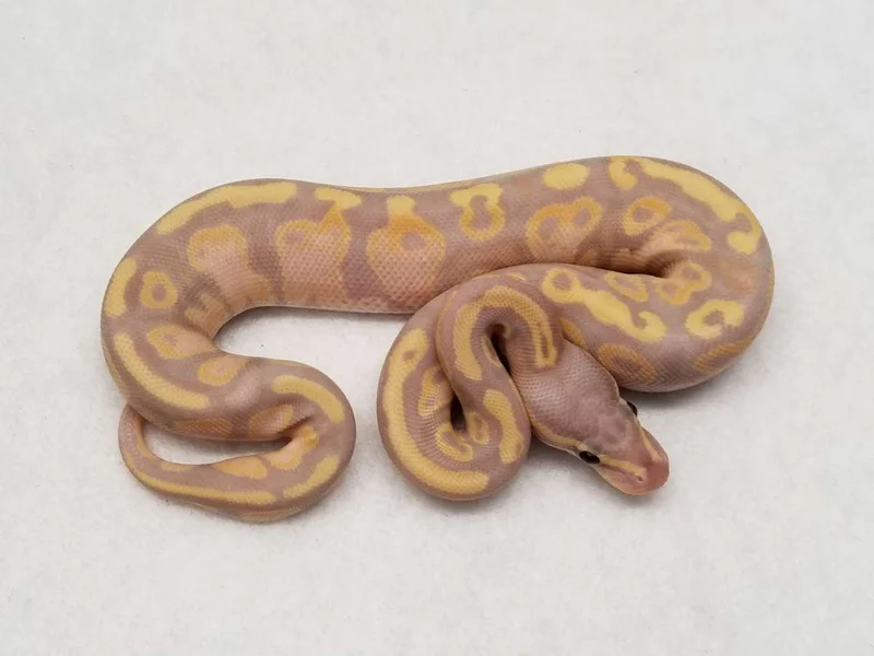 Banana Mahogany ~het Piebald 