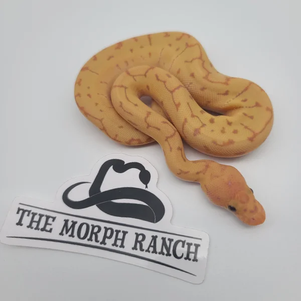 Banana Blade Special Pinstripe Clown