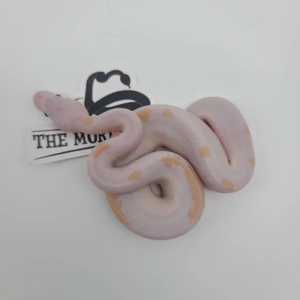 Super Fire pos Super OD pos Coral Glow pos Pastel