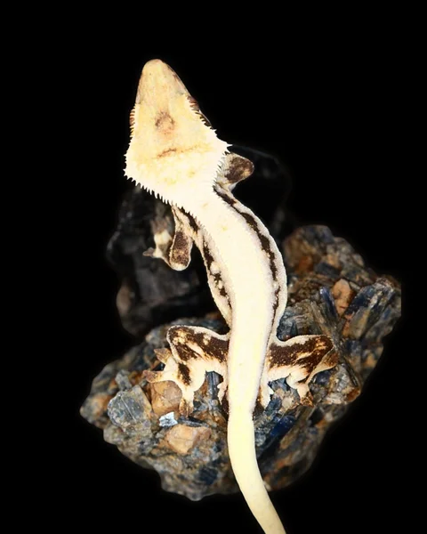 High Coverage Lilly White RTB Male