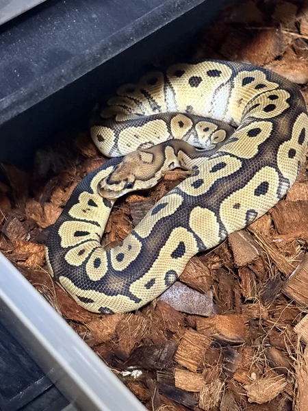 Male Lace Clown