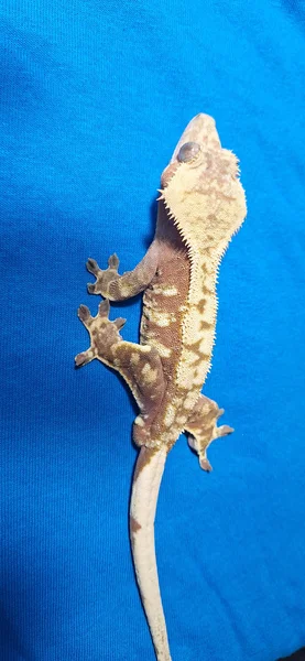 Red base Male