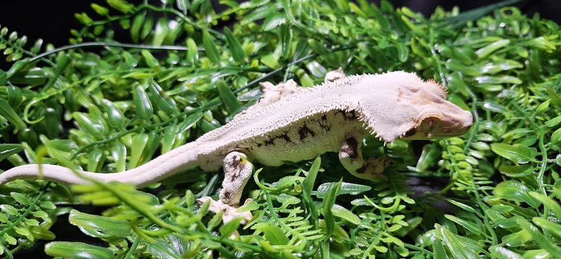 Rough scale Lilly male