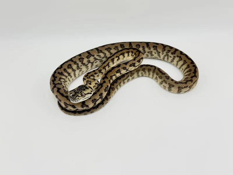 Zebra Jag DH Albino/Granite
