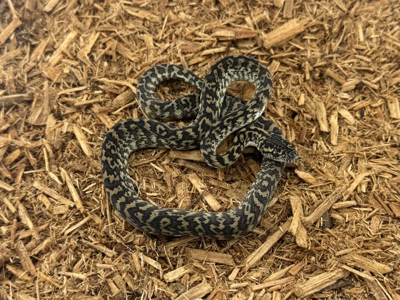 Zebra DH Albino/Granite