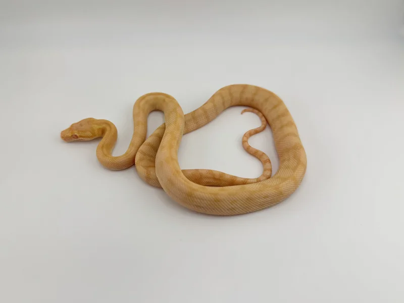 Albino 66% Het Granite