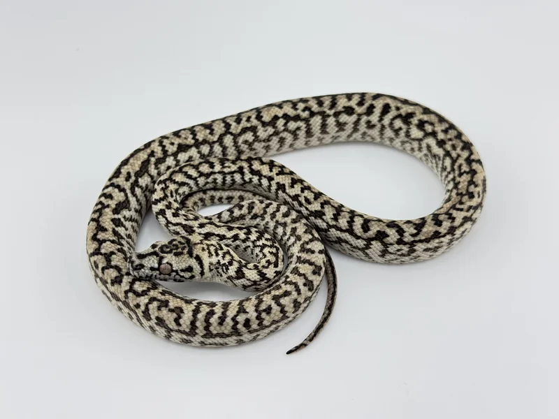 Zebra Jag