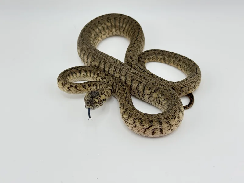 Granite Jag Het Albino