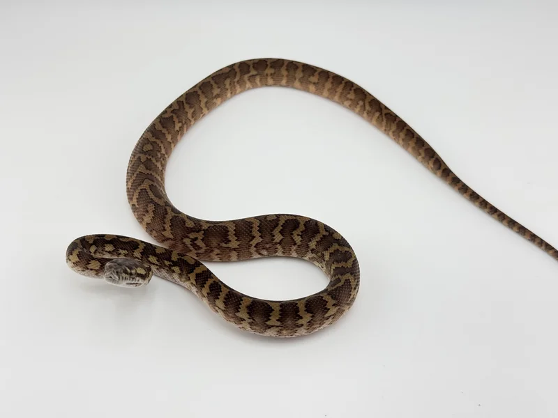Double Het Albino/Granite