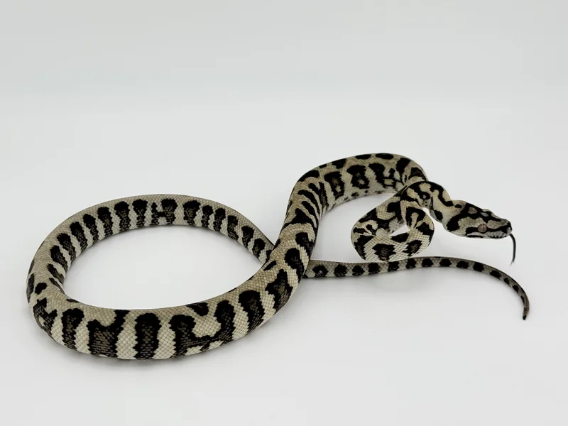 Jungle Jag