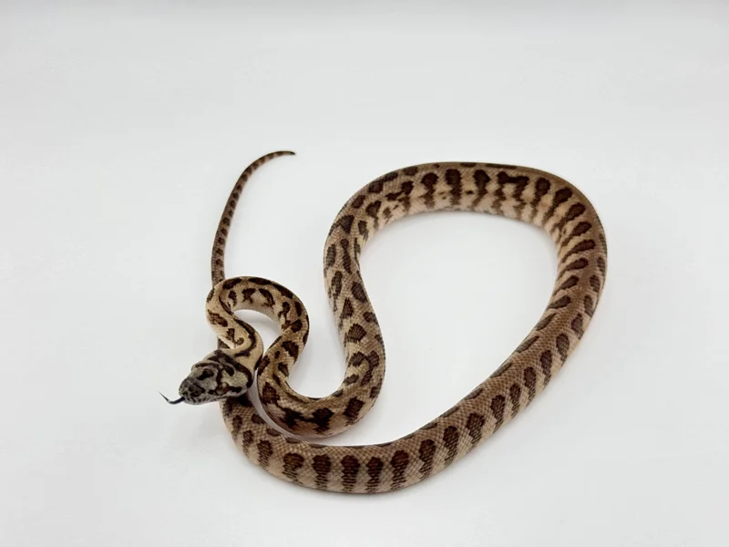Jag DH Albino/Granite