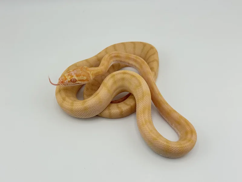 Albino 66% Het Granite