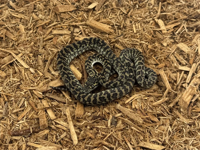 Zebra DH Albino/Granite